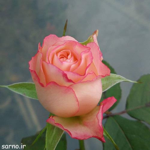 عکس گل رز , تصاویر گل رز مشکی , گل رز قرمز , گل رز آبی