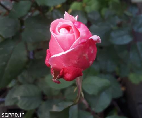 عکس گل رز , تصاویر گل رز مشکی , گل رز قرمز , گل رز آبی