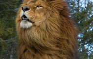 تصاویر و عکس های شیر سلطان جنگل و سفید برای پروفایل