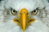 پروفایل عقاب | عکس نوشته برای عقاب های زیبا و وحشی