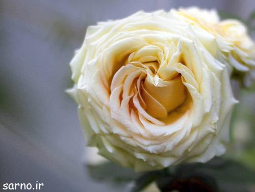 عکس گل زیبا , تصویر پروفایل گلهای زیبا و عاشقانه , تصاویر گل های زیبا